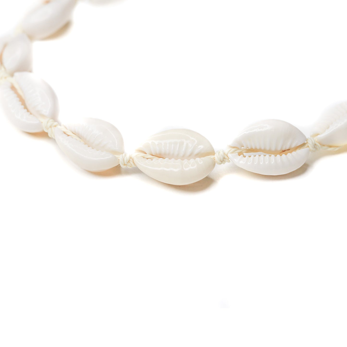 A close up of a cowrie shell choker necklace with an adjustable clasp. 